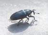 Aulacobaris sp.